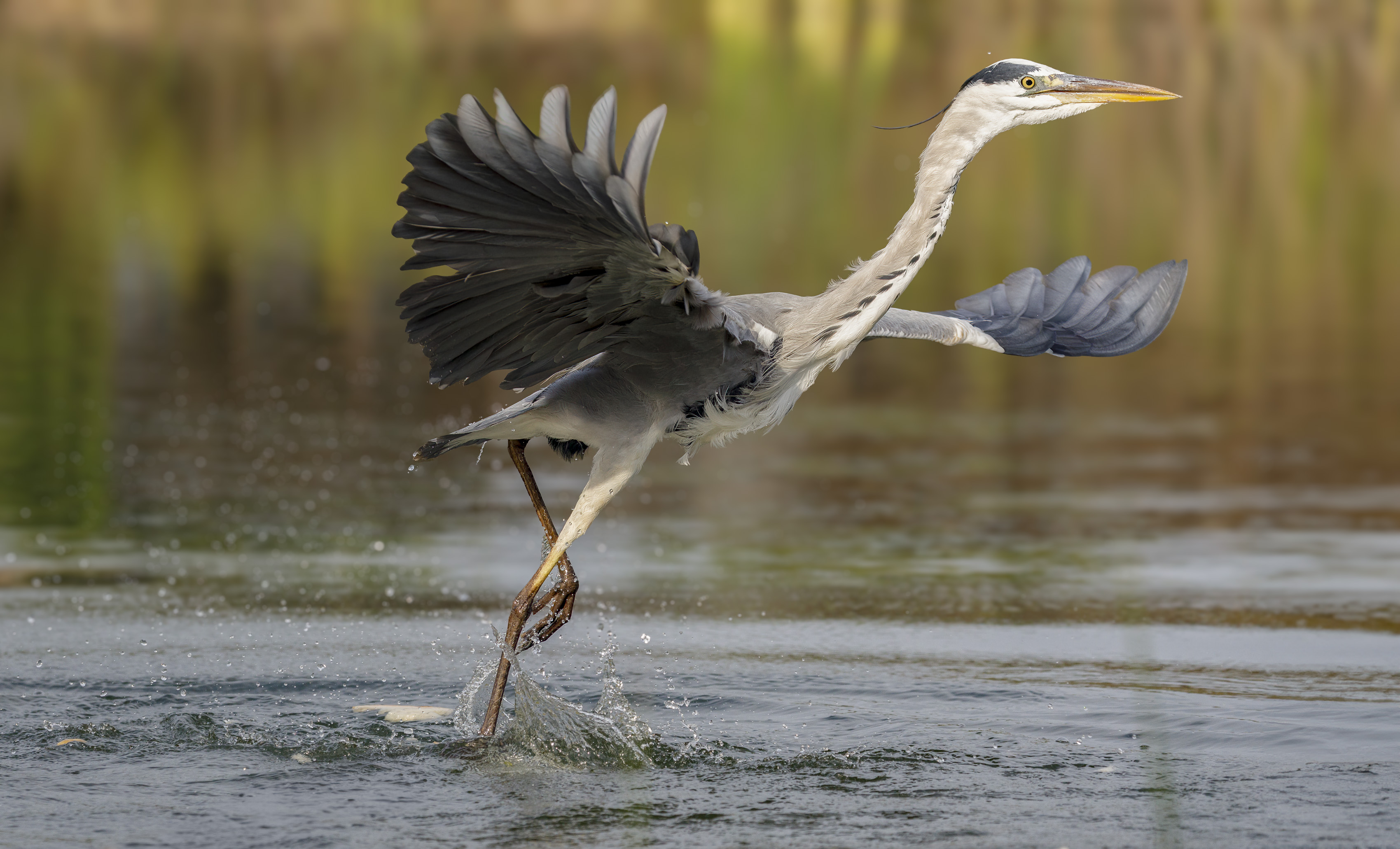 20201029-October 29, 2020-081841-081841-Edit.jpg